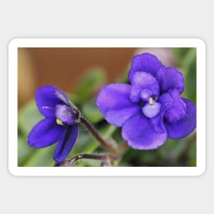 Miniature African Violet Sticker